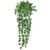 Pothos