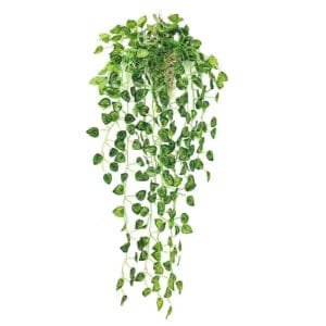 Faux Lierre Pour Des Plantes Tombantes élégantes Et Faciles D’entretien - Scindapsus