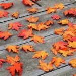Feuilles D’érable Naturelles Pour Décoration Et Artisanat