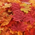 Feuilles D’érable Naturelles Pour Décoration Et Artisanat