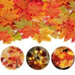 Feuilles D’érable Naturelles Pour Décoration Et Artisanat