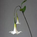 Fleur Artificielle Datura Pour Une Décoration élégante Et Durable