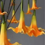 Fleur Artificielle Datura Pour Une Décoration élégante Et Durable