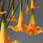 Fleur Artificielle Datura Pour Une Décoration élégante Et Durable