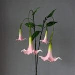 Fleur Artificielle Datura Pour Une Décoration élégante Et Durable - Rose / 45cm