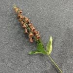 Fleur Artificielle: élégance Durable Avec Digitales Fleurs - Marron