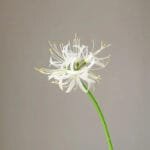 Fleur Artificielle élégante Pour Décoration Intérieure - Blanc