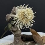 Fleurs de Nutan (Leucospermum) Artificielles Élégantes Pour Décoration Intérieure