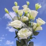 Lisianthus Artificiel 3 Fleurs et Bourgeon Pour Décoration Intérieure