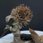 Fleurs de Nutan (Leucospermum) Artificielles Élégantes Pour Décoration Intérieure
