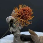 Fleurs de Nutan (Leucospermum) Artificielles Élégantes Pour Décoration Intérieure