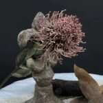 Fleurs de Nutan (Leucospermum) Artificielles Élégantes Pour Décoration Intérieure