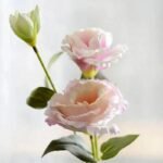 Lisianthus Artificiel (Eustoma Grandiflora) Pour Décoration Intérieure