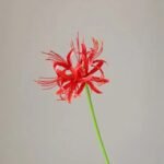 Lycoris Higanbana Artificiel Élégant Pour Décoration Intérieure