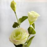 Lisianthus Artificiel (Eustoma Grandiflora) Pour Décoration Intérieure