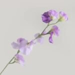Pois de Senteur Artificiels Élégants Pour Décoration Intérieure