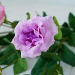 Eustoma Lisianthus Artificiel Pour Une Décoration Durable