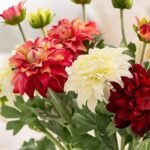 Fleur Dahlia – élégance Florale Pour Votre Espace