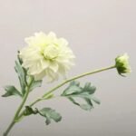 Fleur Dahlia – élégance Florale Pour Votre Espace