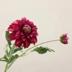 Fleur Dahlia – élégance Florale Pour Votre Espace