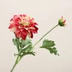 Fleur Dahlia - élégance Florale Pour Votre Espace - Rose
