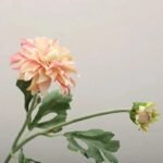 Fleur Dahlia – élégance Florale Pour Votre Espace