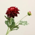 Fleur Dahlia – élégance Florale Pour Votre Espace