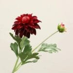 Fleur Dahlia - élégance Florale Pour Votre Espace - Rouge