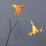 Fleur Datura Artificielle élégante Pour Décoration D’intérieur - Jaune