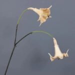 Fleur Datura Artificielle élégante Pour Décoration D’intérieur