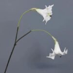 Fleur Datura Artificielle élégante Pour Décoration D’intérieur