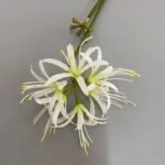 Fleur Higanbana Artificielle Pour Décoration élégante