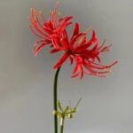 Fleur Higanbana Artificielle Pour Décoration élégante
