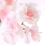 fleurs de cerisier japonais evasion printaniere en provence 211 1