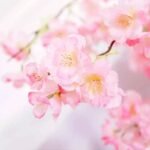 fleurs de cerisier japonais evasion printaniere en provence 679 1