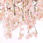 fleurs de cerisier japonais evasion printaniere en provence 943 1