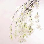 fleurs de cerisier japonais evasion printaniere en provence blanc 494 1
