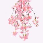 fleurs de cerisier japonais evasion printaniere en provence rose 793 1