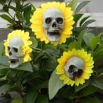 Fleurs De Tournesol Pour Un Halloween éclatant
