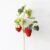 1 Branche Grosses Fraises