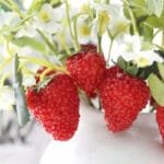 fleurs fraises artificielles pour une decoration eclatante 174 Fleurs Fraises Artificielles Pour Une Décoration éclatante
