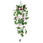 Fleurs Tombantes Morning Glory Pour Un éclat Floral Unique - Rose Et Blanc