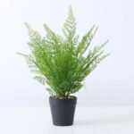 fougere dryopteris affinis pour un jardin luxuriant a dryoptetis 206 1