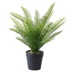 fougere dryopteris affinis pour un jardin luxuriant b dryoptetis 734 1