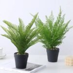 fougere dryopteris affinis pour un jardin luxuriant dryoptetis 174 1