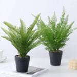 Fougère Dryopteris Affinis Pour Un Jardin Luxuriant