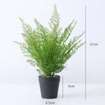 fougere dryopteris affinis pour un jardin luxuriant dryoptetis 847 1