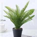 Fougère Dryopteris Affinis Pour Un Jardin Luxuriant
