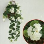 geranium plante dinterieur genereuse et coloree blanc geranium 752 1