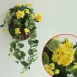 geranium plante dinterieur genereuse et coloree jaune geranium 373 1
